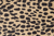 Cheetah / 1.25